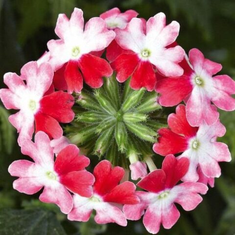 Verbena x hybrida "Bicolor" [Vaso 8/10cm]