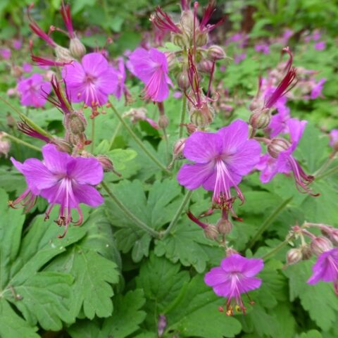 Geranium macrorrhizum "Olymp" [Vaso 8/10cm]