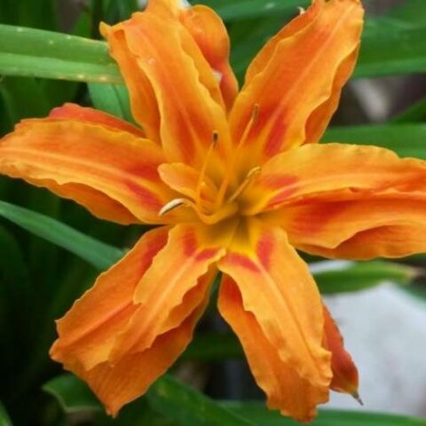 Hemerocallis fulva "Flore Pleno" [Vaso 8/10cm]