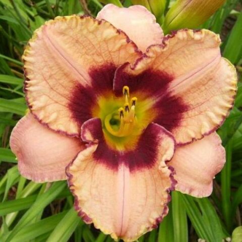 Hemerocallis "Daring Dilemma" [Vaso 8/10cm]