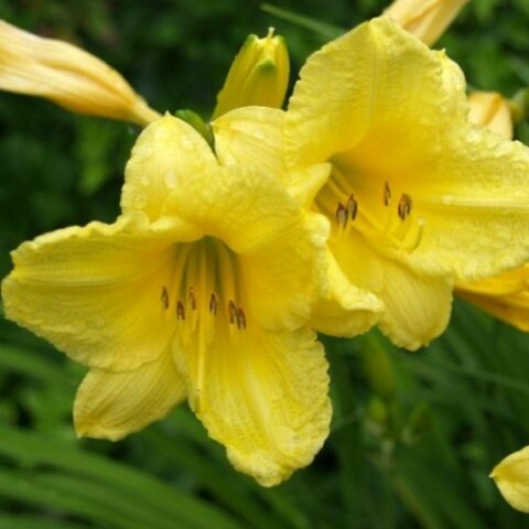 Hemerocallis "Happy Returns" [Vaso 8/10cm]