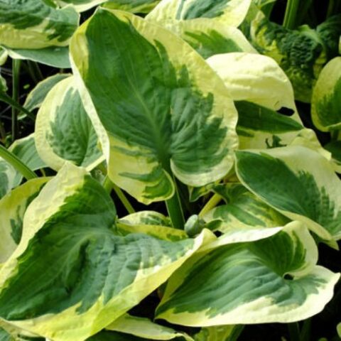 Hosta "Snow Cap" [Vaso 8/10cm]