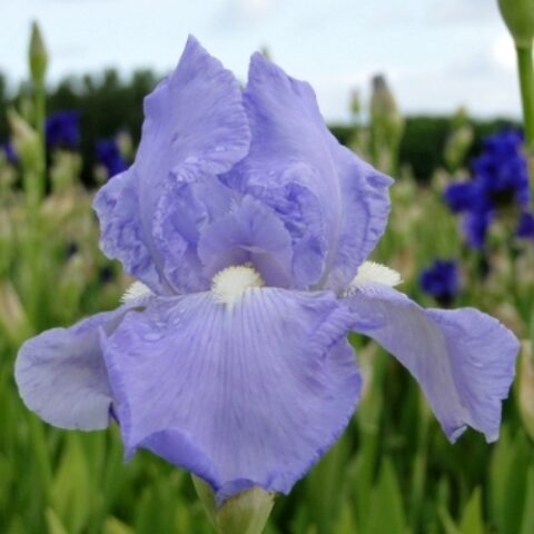 Iris germanica "Blue Sapphire" (Giaggiolo) [Vaso 8/10cm]
