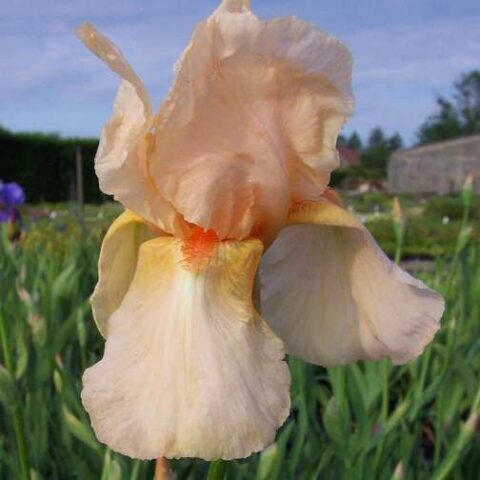 Iris germanica "Constant Wattez" (Giaggiolo) [Vaso 8/10cm]