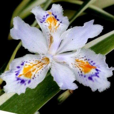 Iris japonica "Variegata" (Giaggiolo) [Vaso 8/10cm]