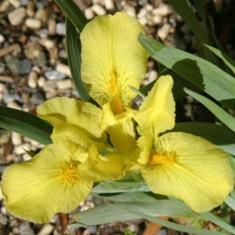 Iris pumila "Brassie" (Giaggiolo) [Vaso 8/10cm]