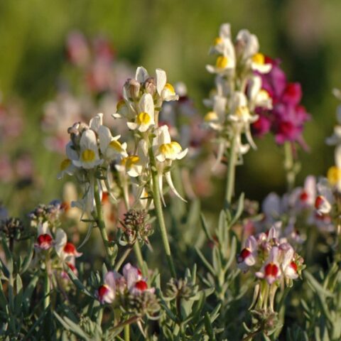 Linaria aeruginea "Neon Lights" [Vaso 8/10cm]