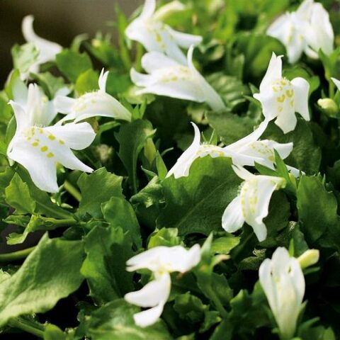 Mazus reptans "Albus" [Vaso 18cm]