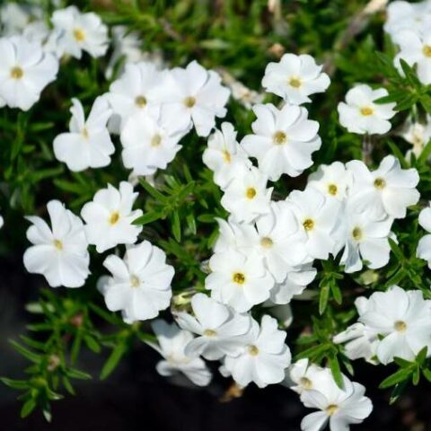 Phlox douglasii "White Admiral" [Vaso 8/10cm]