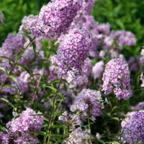Phlox maculata "Natascha" [Vaso 18cm]
