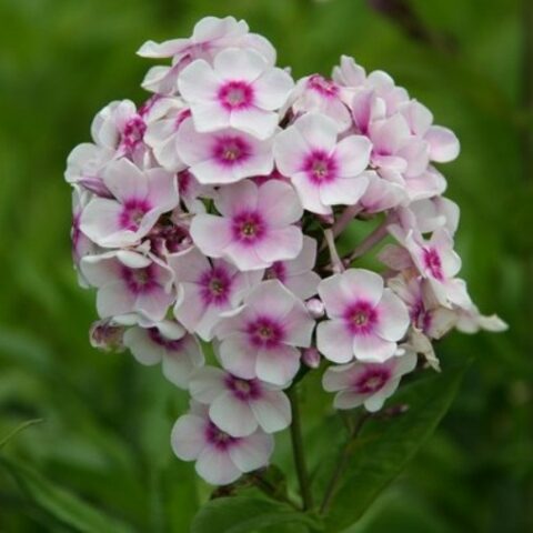 Phlox paniculata "Europa" [Vaso 18cm]