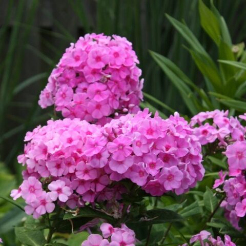 Phlox paniculata "Eva Cullum" [Vaso 18cm]