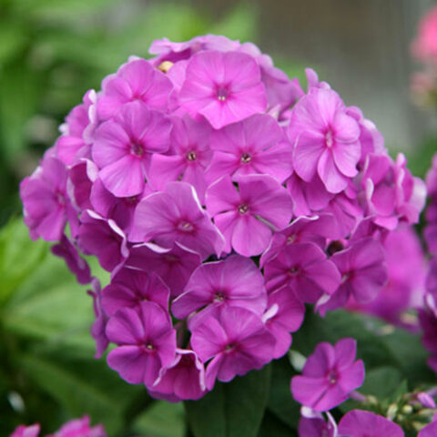 Phlox paniculata "Flame Lilac" [Vaso 10cm]