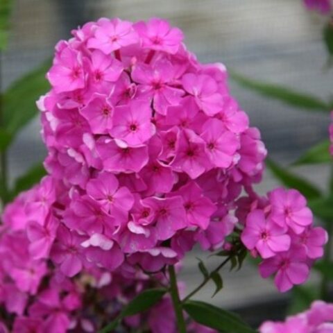 Phlox paniculata "Judi" [Vaso 18cm]