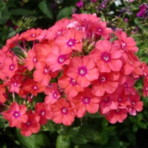 Phlox paniculata "Spitfire" [Vaso 8/10cm]