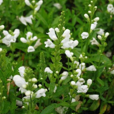 Physostegia virginiana "Schneekrone" [Vaso 18cm]
