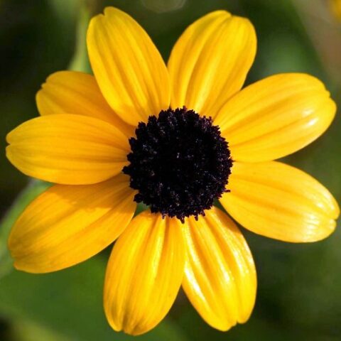 Rudbeckia triloba [Vaso 10cm]