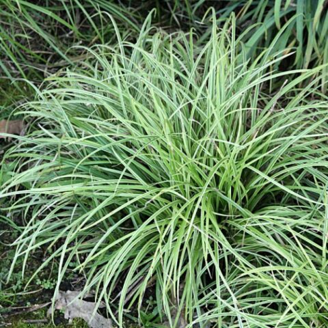 Carex morrowii "Silver Sceptre" (Carice) [Vaso 8/10cm]