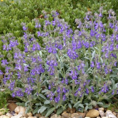 Salvia daghestanica "Platinum" [Vaso 8/10cm]