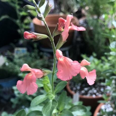 Salvia greggii "Lowry's Peach" [Vaso 18cm]