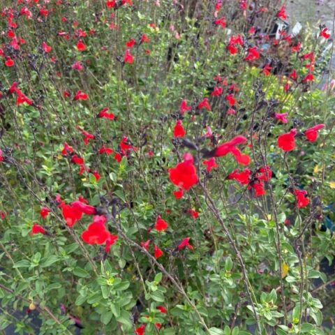 Salvia microphylla "Royal Bumble"