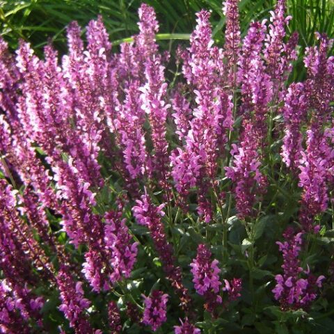Salvia nemorosa "Sensation Deep Rose" [Vaso 17cm]