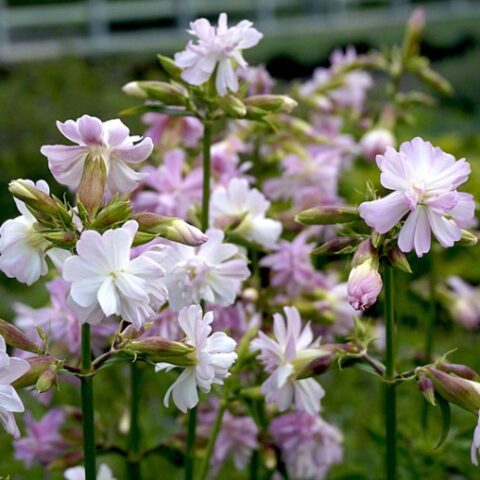 Saponaria officinalis "Rosea Plena" [Vaso 8/10cm]
