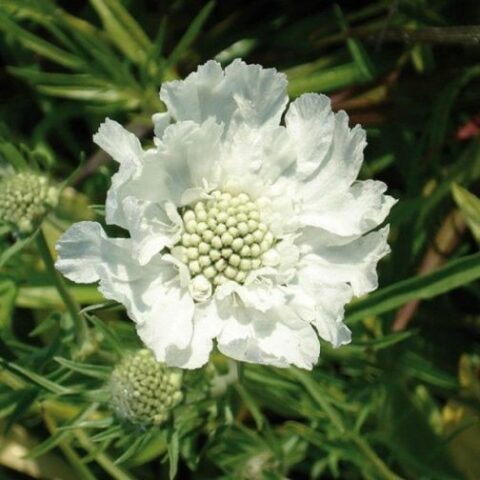 Scabiosa caucasica "Perfecta Alba" [Vaso 8/10cm]