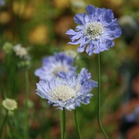 Scabiosa caucasica "Perfecta Jet" [Vaso 8/10cm]