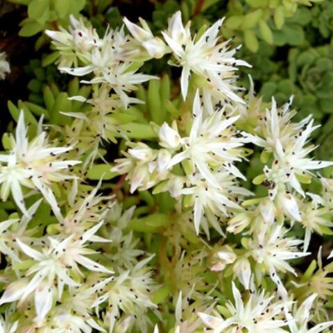 Sedum acre "Oktoberfest" [Vaso 8/10cm]