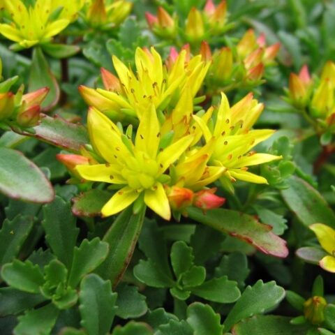 Sedum aizoon "Aurantiacum" [Vaso 10cm]