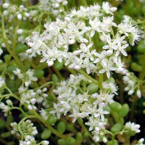 Sedum album "Chloroticum" [Vaso 10cm]