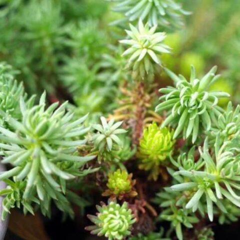 Sedum forsterianum "Oracle" [Vaso 8/10cm]