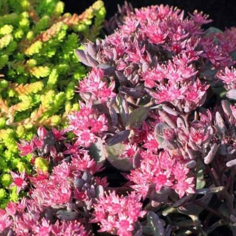 Sedum hybridum "Bertram Anderson" [Vaso 8/10cm]