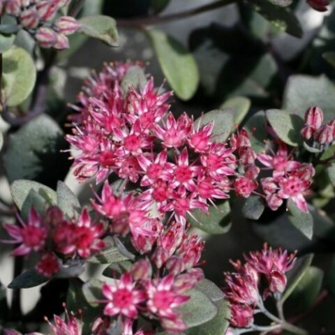 Sedum robustum "Ruby Glow" [Vaso 8/10cm]