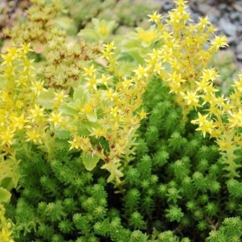 Sedum sexangulare [Vaso 8/10cm]