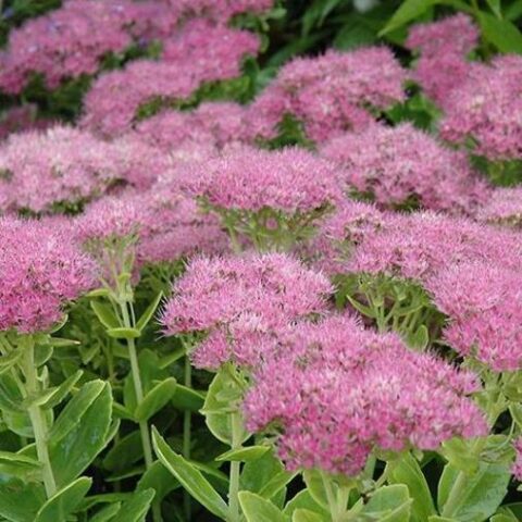 Sedum spectabile "Carmen" [Vaso 10cm]