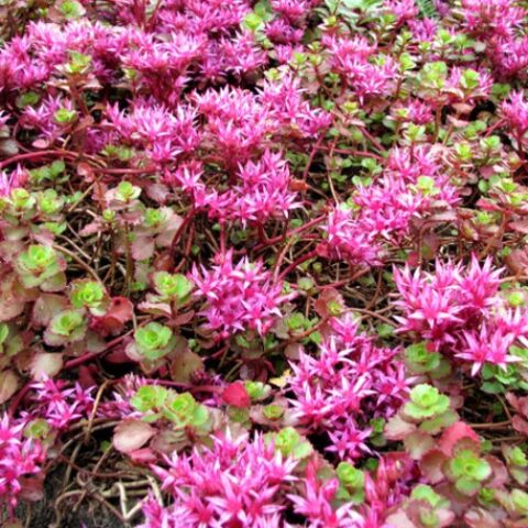 Sedum spurium "Coccineum" [Vaso 8/10cm]