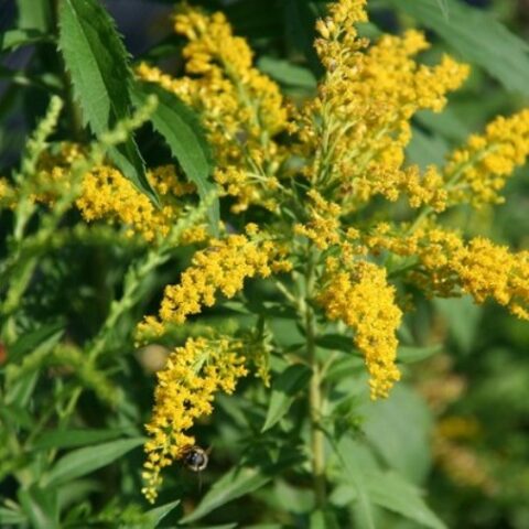 Solidago canadensis "Gold Kind" [Vaso 8/10cm]