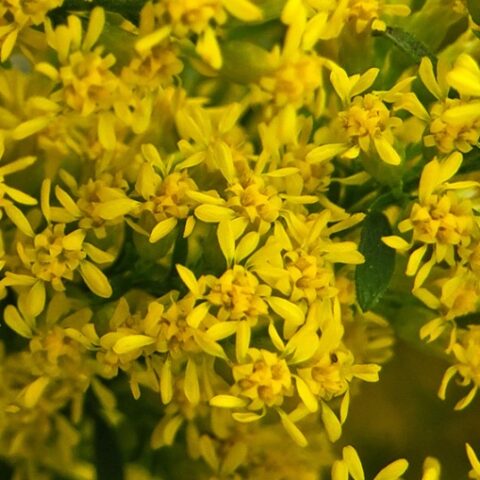 Solidago hybrida "Cutleri" [Vaso 8/10cm]