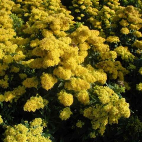 Solidago hybrida "Laurin" [Vaso 8/10cm]