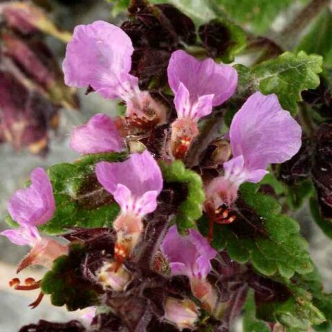 Teucrium chamaedrys [Vaso 18cm]