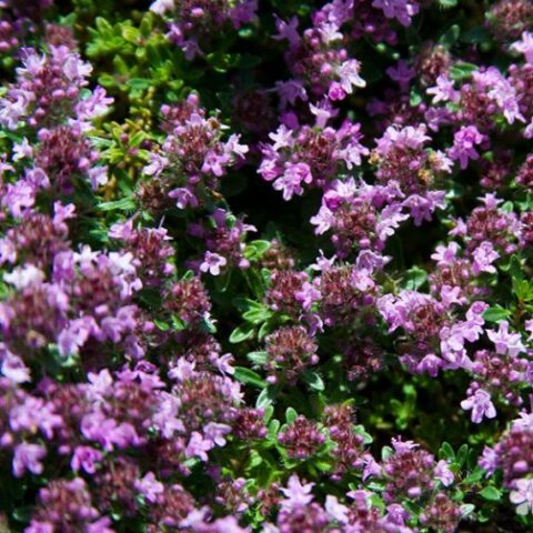 Thymus serpyllum "Magic Carpet" (Timo) [Vaso 10cm]