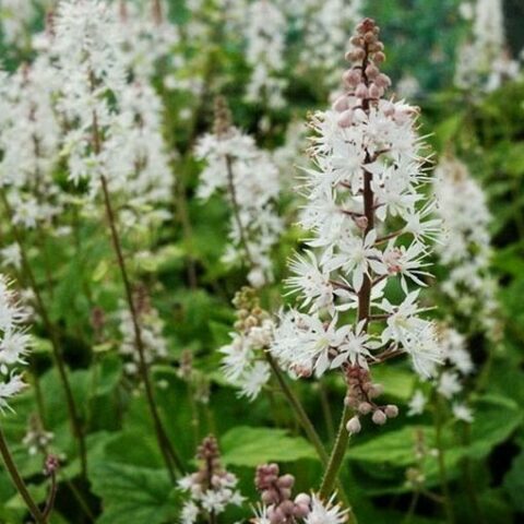Tiarella wherryi [Vaso 8/10cm]