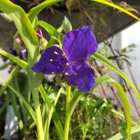 Tradescantia x andersoniana "Beatrice" [Vaso 8/10cm]