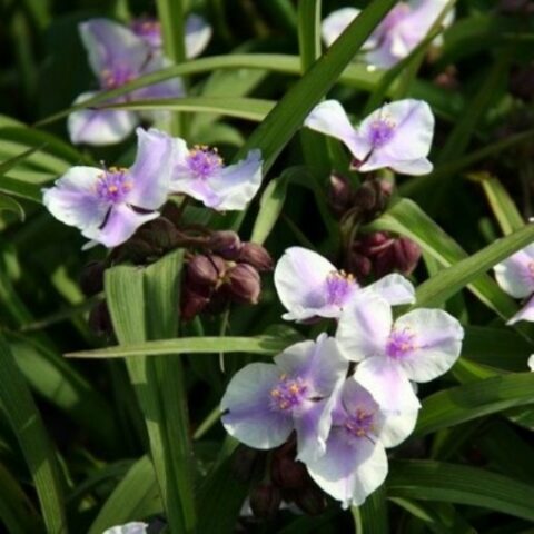 Tradescantia x andersoniana "Bilberry Ice" [Vaso 8/10cm]