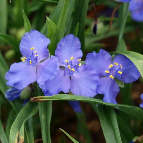 Tradescantia x andersoniana "Blue Stone" [Vaso 8/10cm]