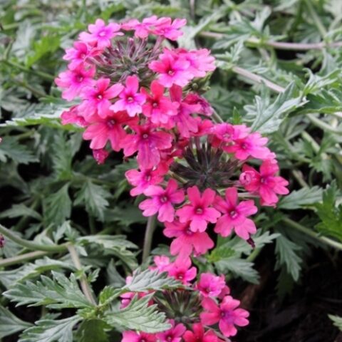 Verbena x hybrida "Sissinghurst" [Vaso 8/10cm]