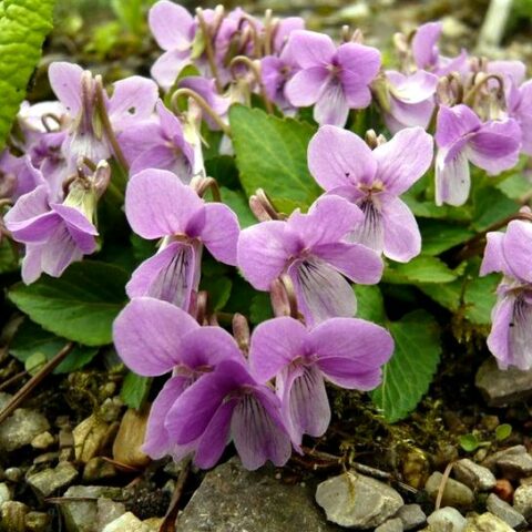 Viola jooi (Viola Transylvania) [Vaso 8/10cm]
