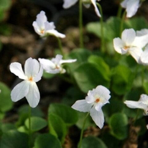 Viola odorata "Reine de Neiges" [Vaso 8/10cm]
